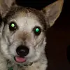 forestwiseman - @forestwiseman - TikTok