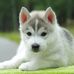 Forest Wolf - Facebook
