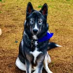 Forrest - @forrest_the_big_bad_wolf - Instagram