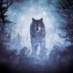 forrestwolf🌲2025 - @forrestwolf2025 - Instagram