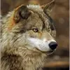forrestwolf581 - @forrestwolf581 - TikTok