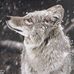 Forrest A Wolfe - Facebook