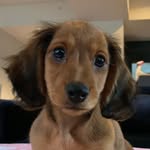 Forrest 🐾 - @forrestwurst - Instagram