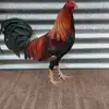 Fortino Aquino Leon - @fortinoaquinoleon - TikTok