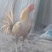 Fortunato Taype Serrano - Facebook