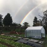 Alice Mitchell - @fieldsfortuneflowers - Instagram
