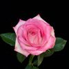 Fortune Minichello - @2181463143 - TikTok