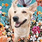 Foster For Furballs (FFF) 🐈💓🐕 - @foster.for.furballs - Instagram