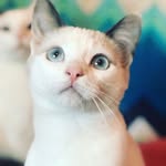 Beach-City Foster Kittens - @beach_city_foster - Instagram