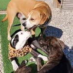 Jax Beach Puppy Foster - @jaxbeachpuppyfoster - Instagram