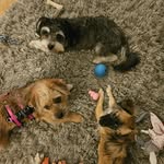 Bobos_fosterfriends_Pflegestelle_Tierschutz - @bobos_fosterfriends - Instagram