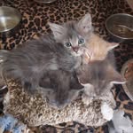 Foster Kittens - @fosterkittensofbutlertech - Instagram