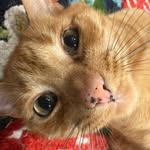 Foster Chapman - @fosterisdumb - Instagram