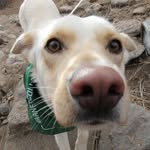 Foster Dogs in Fort Collins - @focofosterpups - Instagram