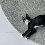 임보 고양이 쿠키🐈‍⬛ - @foster_cookie - Instagram