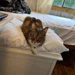 Diane Foster Cook - @diane.fostercook - Instagram