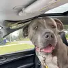 DuvalDogFoster16 - @duvaldogfoster16 - TikTok