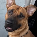 Fostering in Duval - @fosteringinduval - Instagram