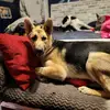 Knight Foster Doggos - @knightfosterdoggos - TikTok