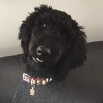 Foster Martin - @fostie_bear - Instagram