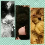 The Foster-Smith Floofs - @the_fostersmith_floofs - Instagram