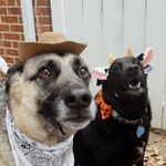 Ｆｏｓｔｅｒ ＆  Ｗａｌｌａｃｅ  🐾 - @fosterlickswallace - Instagram