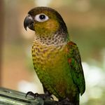 Conure Foster Wallace - @conure_foster_wallace - Instagram