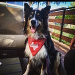 David "Foster" Wallace - @fozzie_the_aussie - Instagram