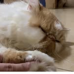 Fox Chen - @fox.chen.758 - Instagram