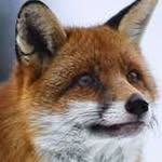 Fox Chen - @fox.chen.144 - Instagram