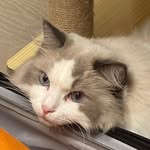 FOX-CHEN-VJ - @foxchen_vj - Instagram