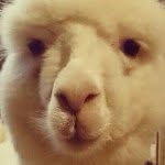 FOX - @foxchen88 - Instagram
