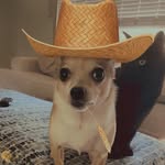 Fox Henderson - @hawtboifaux - Instagram