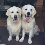 Fox & Hunt - @foxhuntgoldens - Instagram