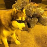 Lee - @___foxlee____ - Instagram
