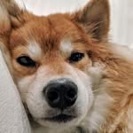 Mr. FOX - @longislandfox - Instagram