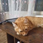 Евгения Саталкина - @foxsister_s - Instagram