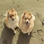 Diana&Gaia_Foxsisters🦊🦊 - @dianaegaia_foxsisters - Instagram