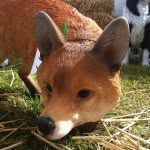 John 'fox' Williamson - @skatefox - Instagram