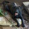 FoxieBrown - @foxiebrowndog - TikTok