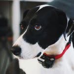 Foxy Roxy - @roxyisfab - Instagram