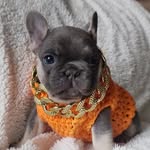 Roxanne aka Foxy Roxy - @foxyroxyfrenchie118 - Instagram
