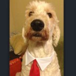 Fozzy Bear - @fozzymctickles - Instagram