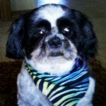 Fozzy Bear - @fozzy_bear7 - Instagram