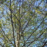 Fozzy Bear - @fozzy.bear3 - Instagram