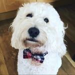 Fozzy Bear - @weefozzybear - Instagram