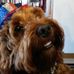 Fozzy Bear - Facebook