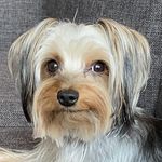 Fozzy Bear - @fozzybearbrown - Instagram