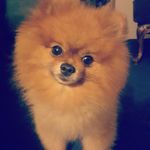 Fozzy_Bear - @fozzy_bear_pom - Instagram
