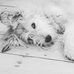 Fozzy Bear - Facebook